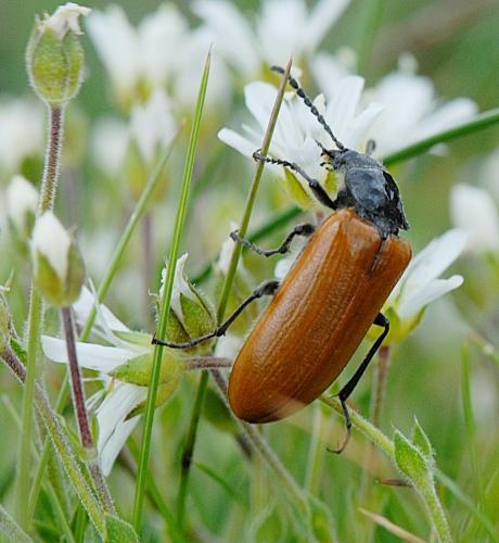 Réf. 244 207 : Omophlus sp.
